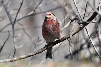 Pallas's Rosefinch Saitama Prefecture Forest Park Wed, 3/24/2021