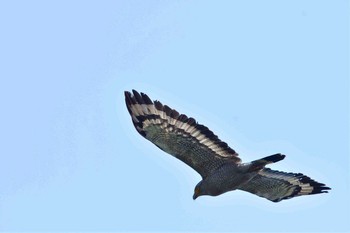 カンムリワシ 石垣島 2017年3月29日(水)