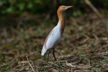 アマサギ 石垣島 2017年3月29日(水)