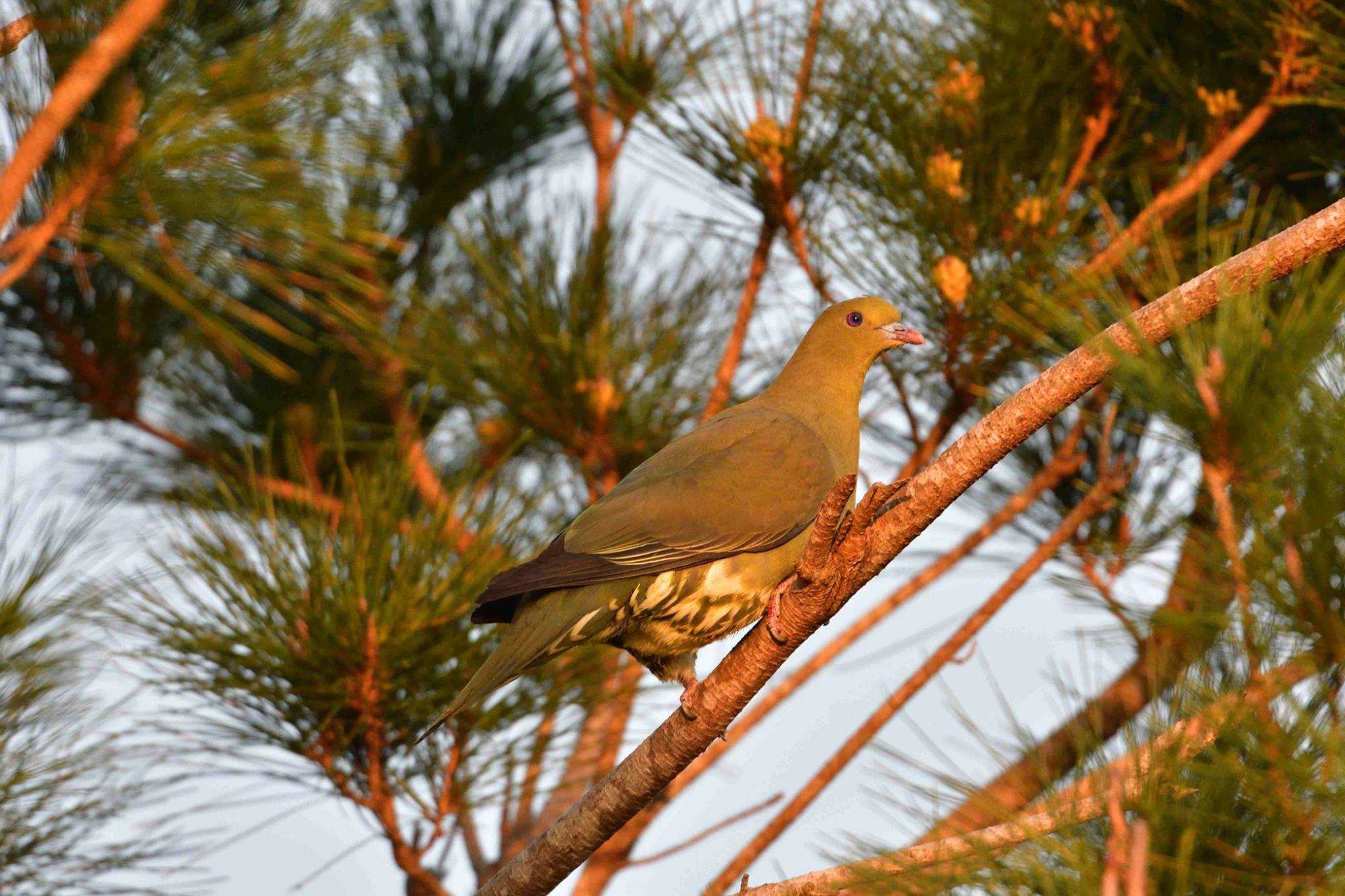 Photo of Ryukyu Green Pigeon at Ishigaki Island by やなさん