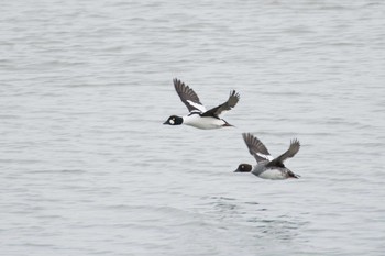 Common Goldeneye 安濃川河口 Mon, 2/22/2016