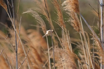 ツリスガラ 岡山県 2021年2月21日(日)