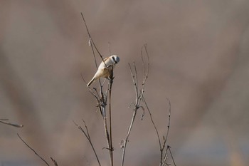 ツリスガラ 岡山県 2021年2月21日(日)