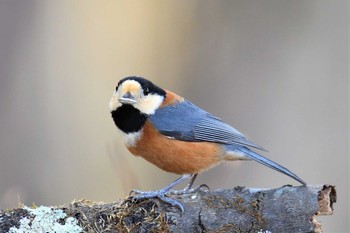 Varied Tit Saitama Prefecture Forest Park Tue, 3/23/2021