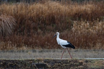 コウノトリ 岐阜県 2016年2月14日(日)