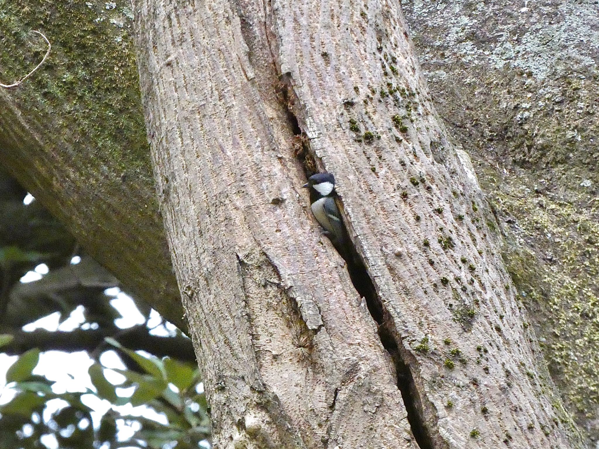 Japanese Tit