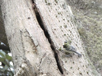 2021年3月25日(木) 小石川植物園の野鳥観察記録