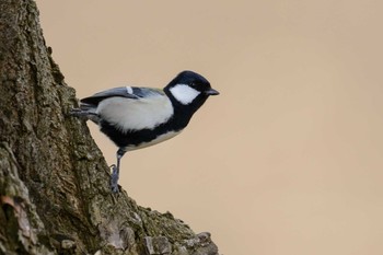 Japanese Tit 草津下物 Fri, 2/3/2017