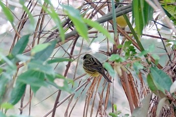 アオジ 埼玉県狭山市 2021年3月25日(木)