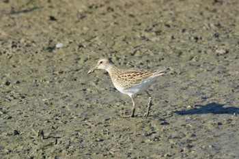 Pectoral Sandpiper 草津　下笠 Mon, 9/21/2020