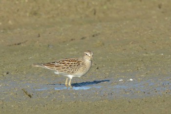 Pectoral Sandpiper 滋賀　下笠 Mon, 9/21/2020