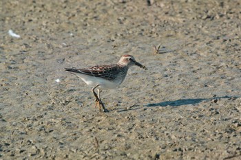 Pectoral Sandpiper 滋賀　下笠 Mon, 9/21/2020