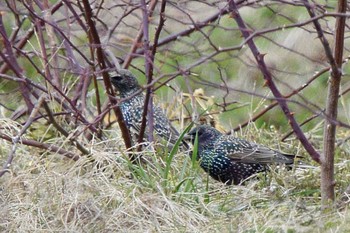 Common Starling 滋賀　杉江 Wed, 2/13/2019