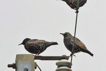 Common Starling 滋賀　杉江 Wed, 2/13/2019