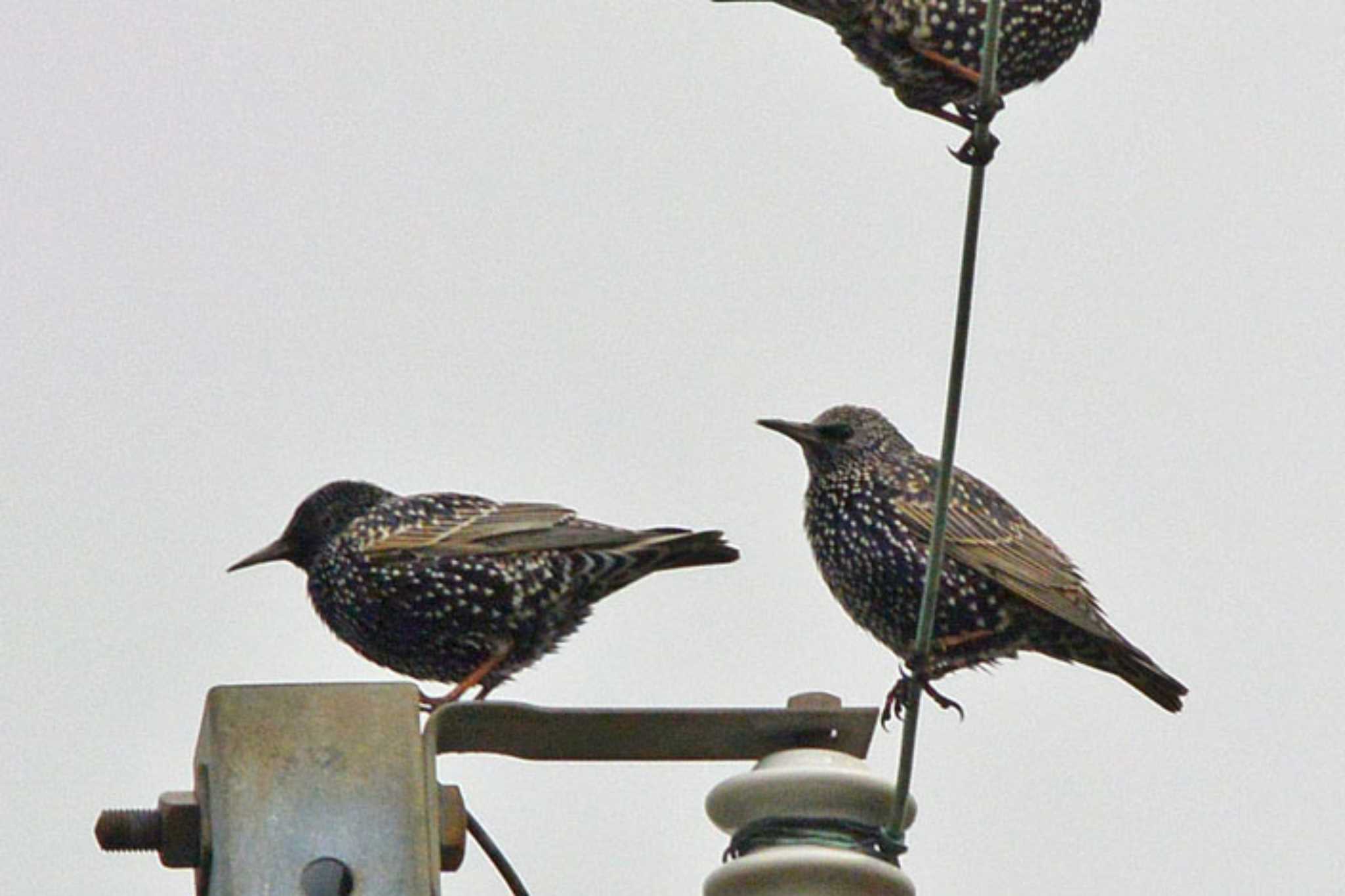 Photo of Common Starling at 滋賀　杉江 by honobono