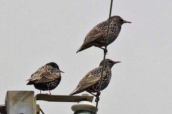 Common Starling 滋賀　杉江 Thu, 2/14/2019