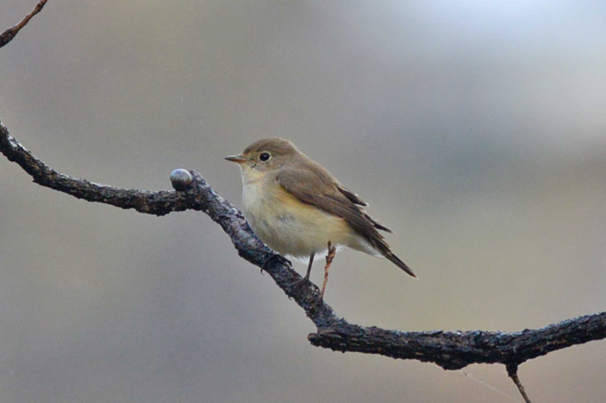 Photo of Red-breasted Flycatcher at 滋賀　帰帆島 by honobono