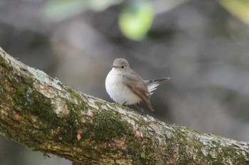 Red-breasted Flycatcher 滋賀　帰帆島 Thu, 1/5/2017