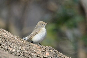 Red-breasted Flycatcher 滋賀　帰帆島 Thu, 1/5/2017