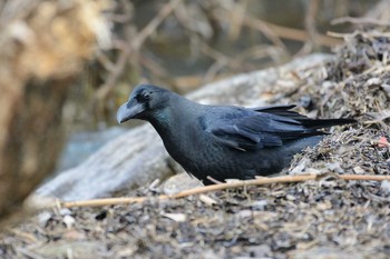 Large-billed Crow 草津下物 Fri, 2/3/2017