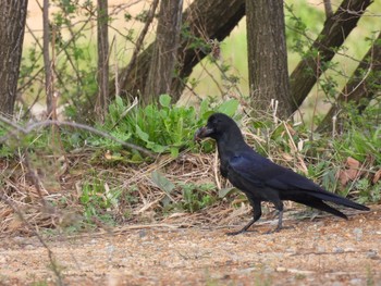 ハシブトガラス 場所が不明 2021年3月25日(木)