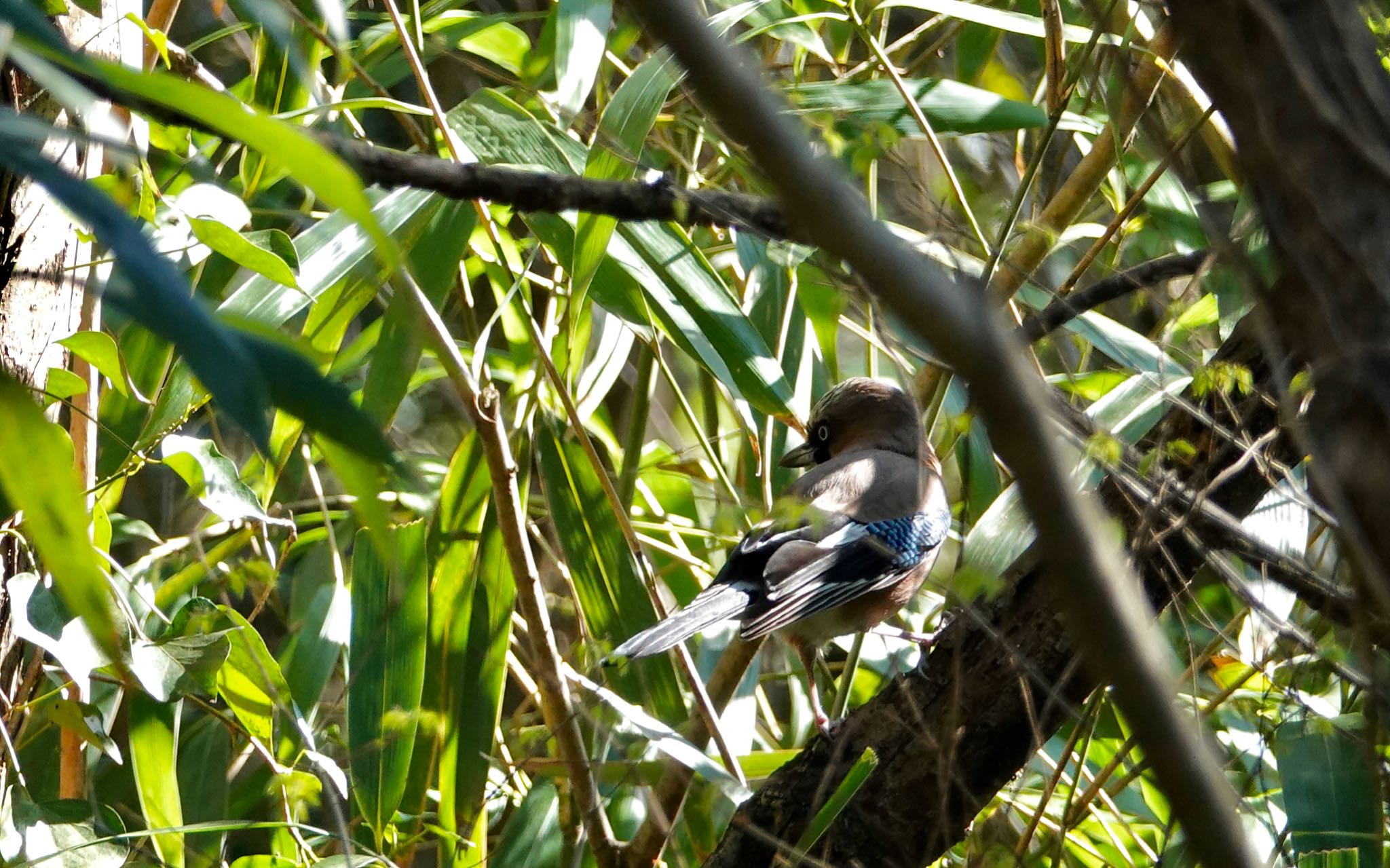 Photo of Eurasian Jay at Mizumoto Park by のどか