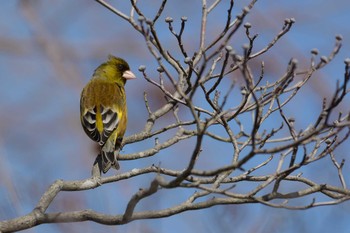 カワラヒワ 草津下物 2017年2月3日(金)