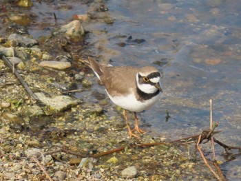 Little Ringed Plover 岡山百間川 Thu, 3/25/2021