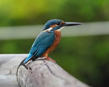 カワセミ 薬師池公園 2020年10月4日(日)