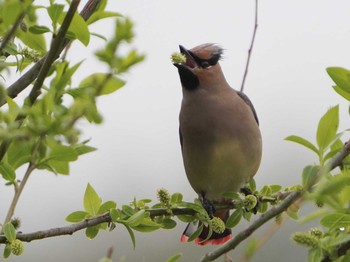 Japanese Waxwing 愛知県 Thu, 3/25/2021