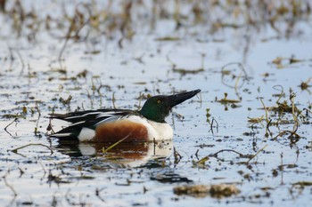 Northern Shoveler 草津下物 Fri, 2/3/2017