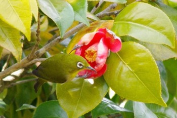 Warbling White-eye 岡山県自然保護センター Wed, 3/24/2021