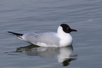 ユリカモメ 明石公園 2021年3月25日(木)