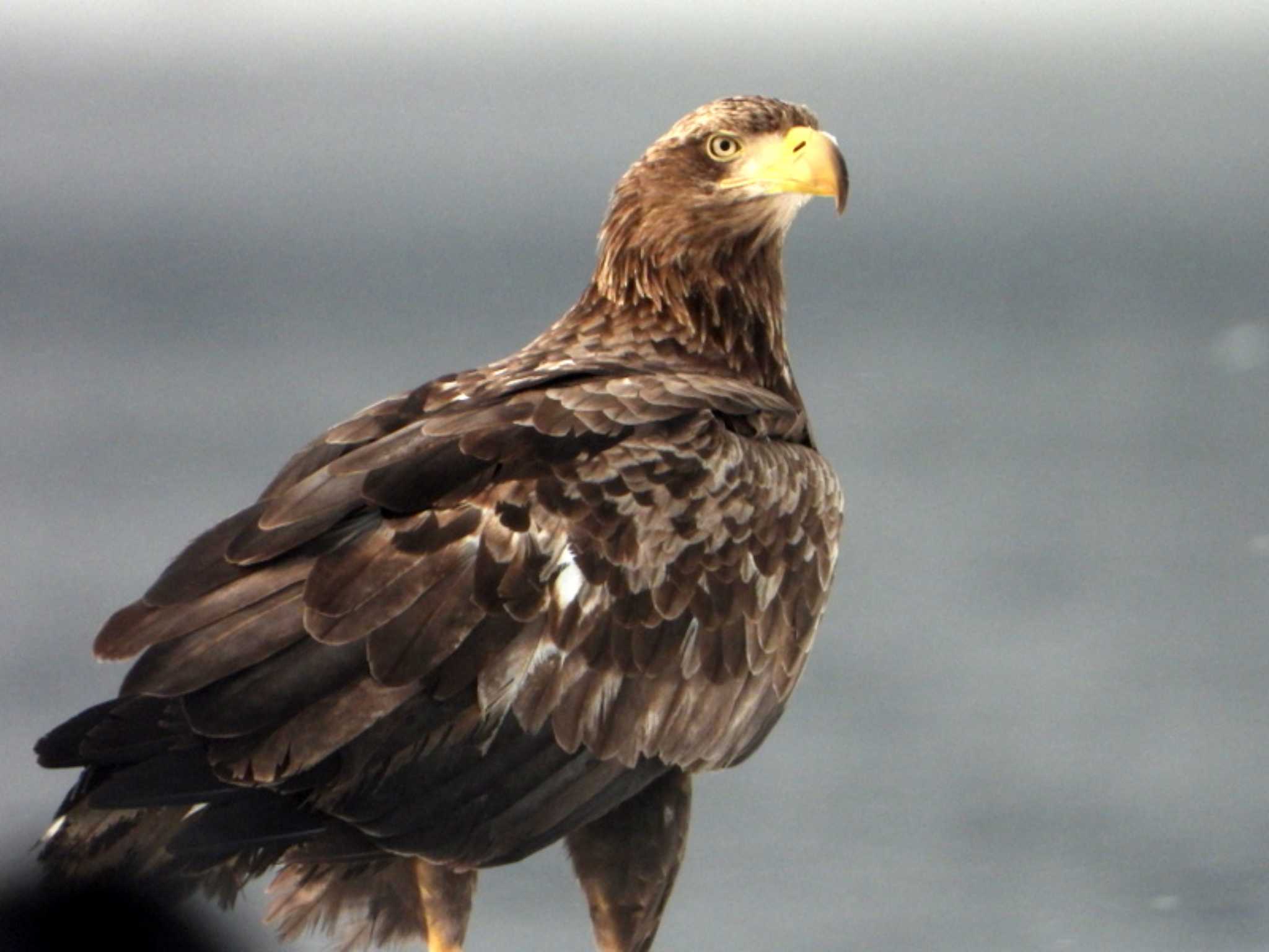 Photo of Steller's Sea Eagle at 知床 by willy