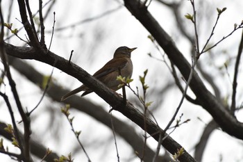 2021年3月25日(木) 長浜公園の野鳥観察記録