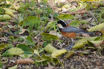 Varied Tit 馬見丘陵公園 Wed, 3/24/2021