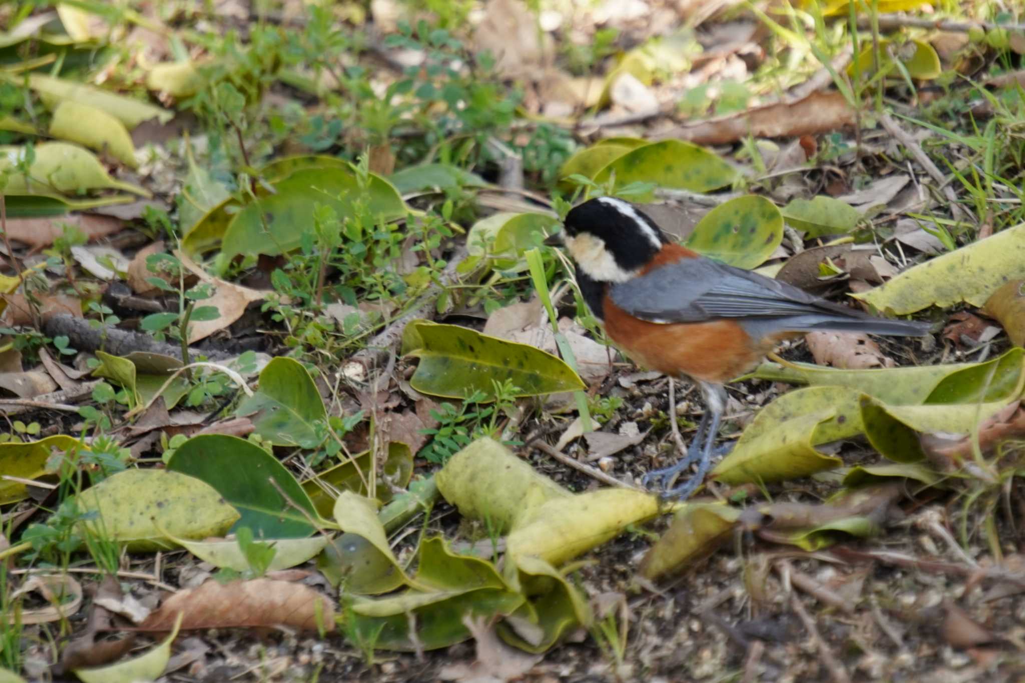 Photo of Varied Tit at 馬見丘陵公園 by nearco