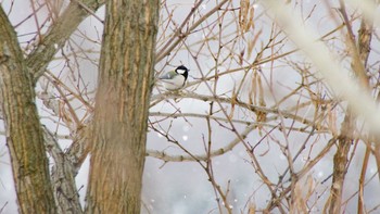 シジュウカラ 五天山公園(札幌市西区) 2021年2月11日(木)