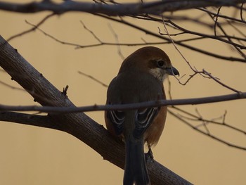 Bull-headed Shrike Akigase Park Wed, 2/8/2017