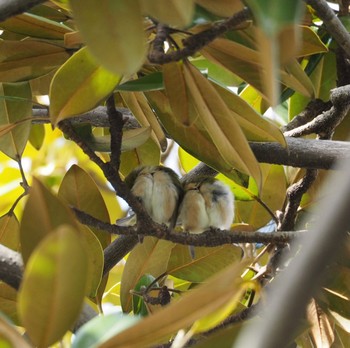 Warbling White-eye Osaka castle park Sat, 3/20/2021