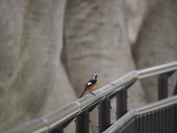 Daurian Redstart Osaka castle park Sat, 3/20/2021