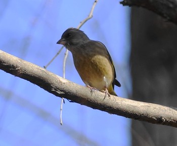 Grey-capped Greenfinch Akigase Park Wed, 2/8/2017