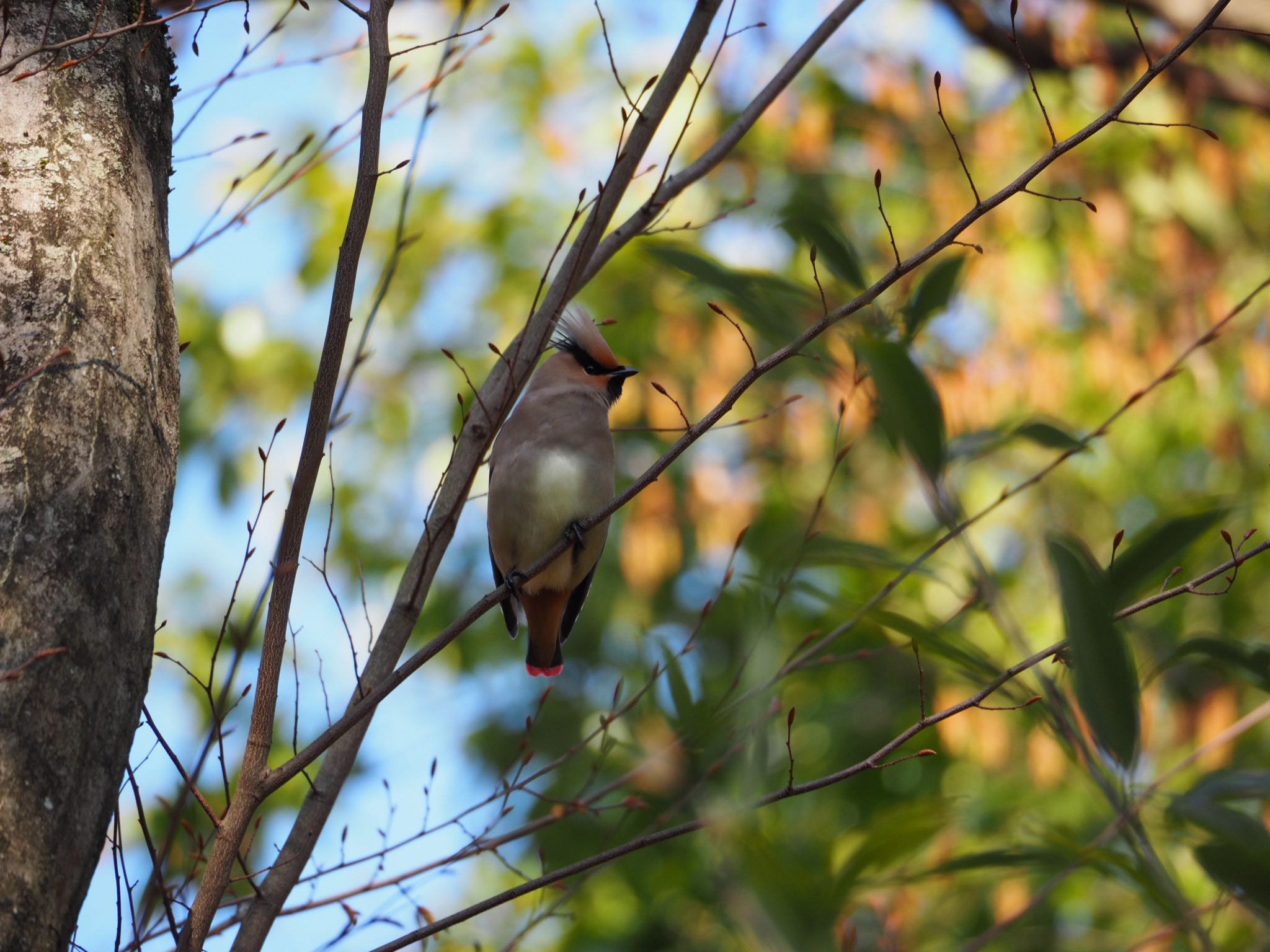 Photo of Japanese Waxwing at 京都府立植物園 by pipi