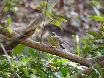 アオジ 京都府立植物園 撮影日未設定