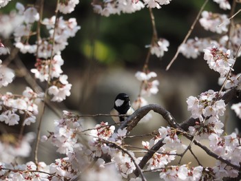 シジュウカラ 京都府立植物園 撮影日未設定