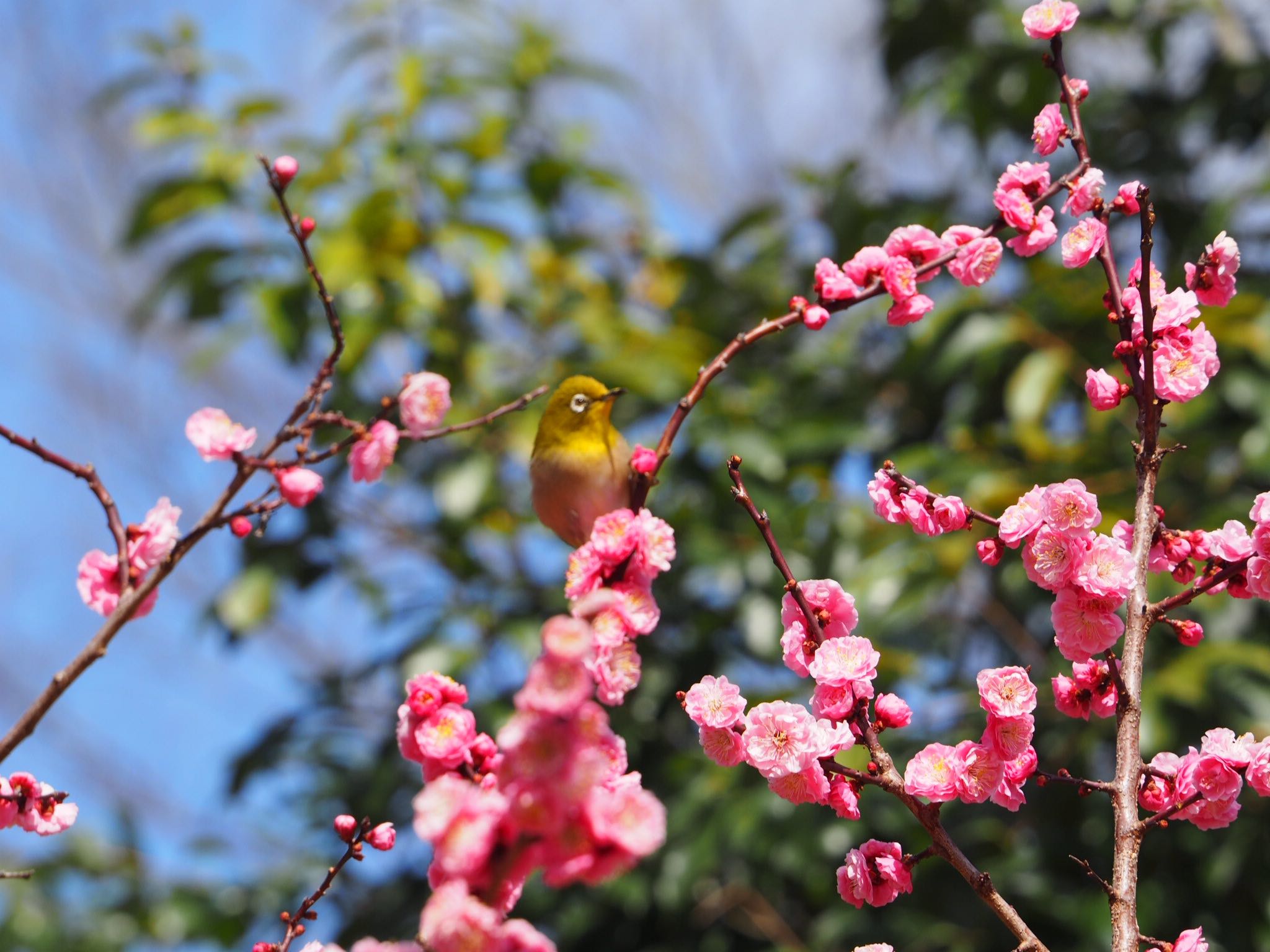 Photo of Warbling White-eye at 京都御所 by pipi