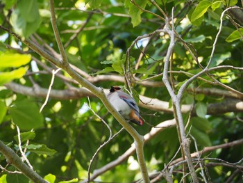 Japanese Waxwing 京都府立植物園 Sun, 3/14/2021