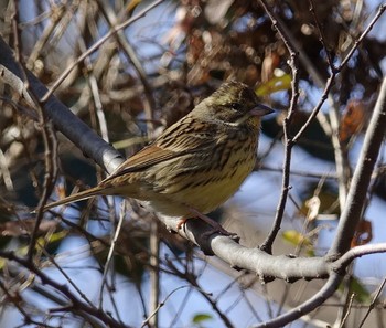 Masked Bunting Akigase Park Wed, 2/8/2017