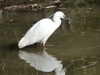 Little Egret Akigase Park Wed, 2/8/2017