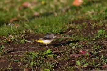 2021年3月24日(水) 長浜公園の野鳥観察記録